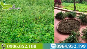 ba-bau-co-uong-duoc-ca-gai-leo-1