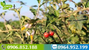 ca-gai-leo-chua-viem-gan-b-1