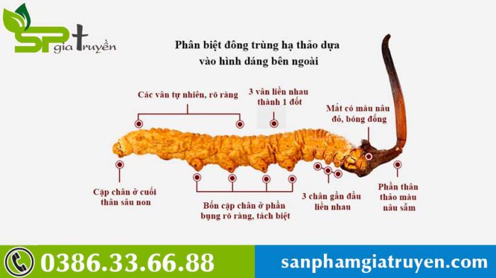 cach-che-bien-dong-trung-ha-thao-3