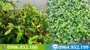 cay-xa-den-chua-u-xo-tu-cung-1