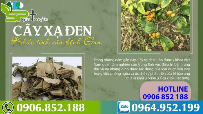 cay-xa-den-chua-u-xo-tu-cung-2