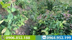 cay-xa-den-chua-ung-thu-phoi-1