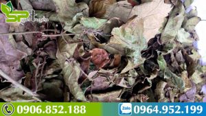 cay-xa-den-co-chua-duoc-ung-thu-khong-1