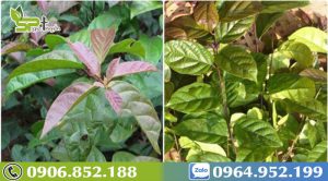 cay-xa-den-hoa-binh-1