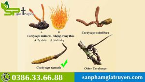 khi-nao-nen-uong-dong-trung-ha-thao