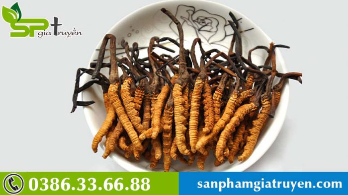 khi-nao-nen-uong-va-khong-nen-uong-dong-trung-ha-thao