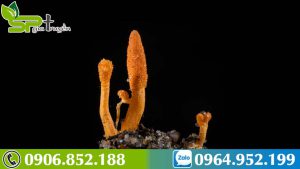 tac-dung-cua-dong-trung-ha-thao-voi-nam-gioi-1