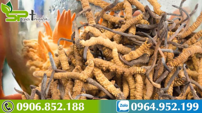 tac-dung-cua-dong-trung-ha-thao-voi-nguoi-gia-1