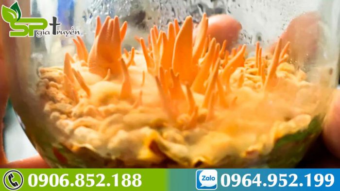 tac-dung-cua-dong-trung-ha-thao-voi-nu-gioi-3