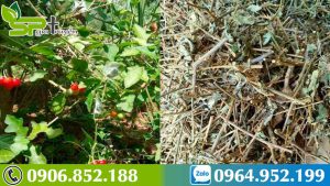 uong-ca-gai-leo-co-yeu-sinh-ly-khong-1