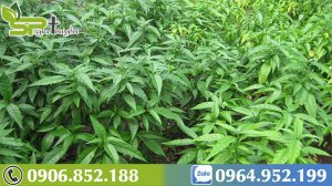 cach-nhan-biet-cay-xuong-khi-1