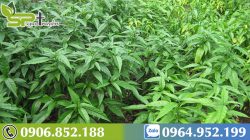 cach-nhan-biet-cay-xuong-khi-1