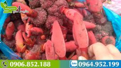 cach-su-dung-nam-ngoc-cau-1