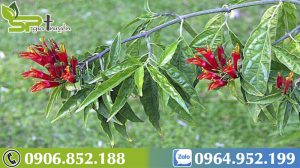 cay-xuong-khi-tri-viem-xoang