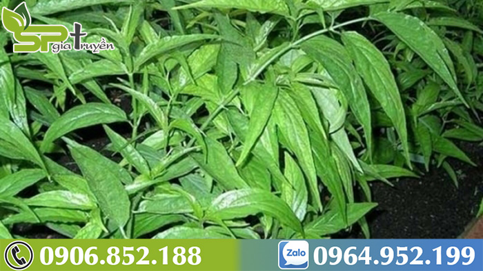 cay-xuong-khi-tri-viem-xoang-2