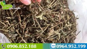 tre-em-co-uong-duoc-ca-gai-leo-khong-1