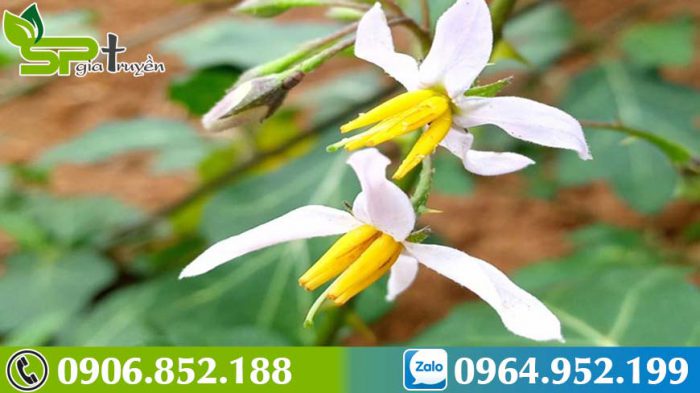 tre-em-co-uong-duoc-ca-gai-leo-khong-2