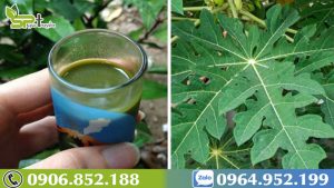 cach-nau-la-du-du-chua-benh