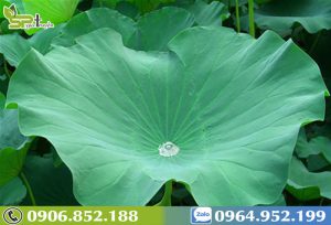 la-sen-chua-gan-nhiem-mo-1