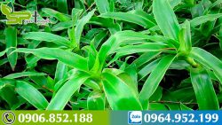 luoc-vang-1