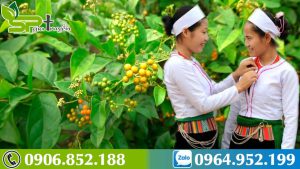 bai-thuoc-dan-gian-tri-benh-gan-cua-dong-bao-dan-toc-muong