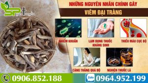 bai-thuoc-cay-an-xoa-dieu-tri-viem-dai-trang-co-nguy-hiem