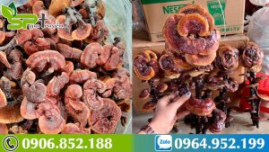 bat-ngo-tac-dung-ky-dieu-cua-nam-lim-xanh-mang-lai-cho-suc-khoe