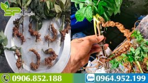 bi-quyet-chong-suy-nhuoc-hieu-qua-nho-su-dung-sam-ngoc-linh