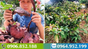 bi-quyet-ho-tro-dieu-tri-ung-thu-bang-nam-lim-xanh-va-xa-den