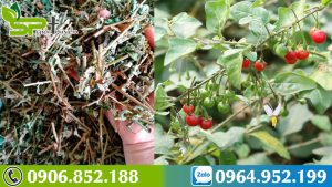 ca-gai-leo-tac-dung-khong-ngo-doi-voi-la-gan