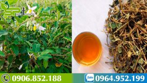 ca-gai-leo-thao-duoc-ho-tro-dieu-tri-viem-gan-b-hieu-qua-nhat