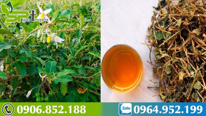 ca-gai-leo-thao-duoc-ho-tro-dieu-tri-viem-gan-b-hieu-qua-nhat