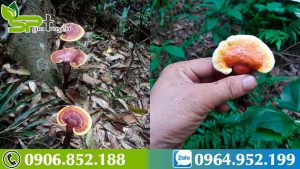 cach-mua-duoc-nam-lim-xanh-that-chat-luong