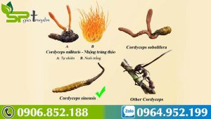 dong-trung-ha-thao-thuc-pham-vang-cho-suc-khoe