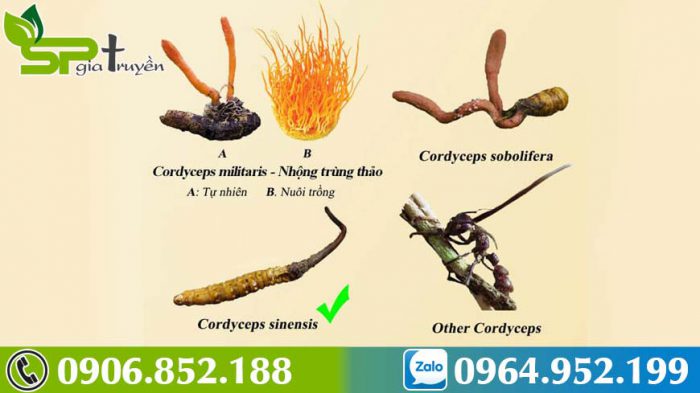 dong-trung-ha-thao-thuc-pham-vang-cho-suc-khoe