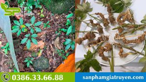 gia-tri-vo-gia-cua-sam-ngoc-linh-trong-y-hoc