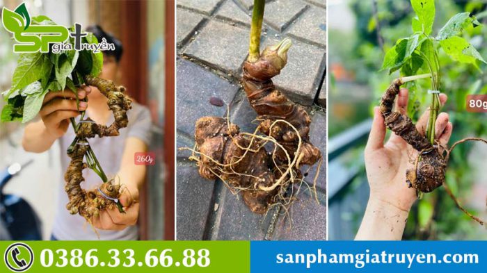 gia-tri-vo-gia-cua-sam-ngoc-linh-trong-y-hoc