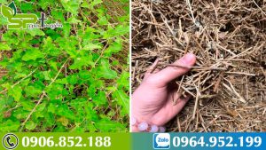 hanh-trinh-di-tim-ca-gai-leo-ho-tro-dieu-tri-viem-gan-b