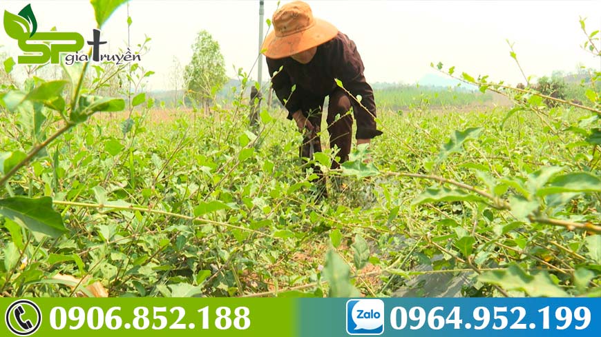 hanh-trinh-di-tim-ca-gai-leo-ho-tro-dieu-tri-viem-gan-b