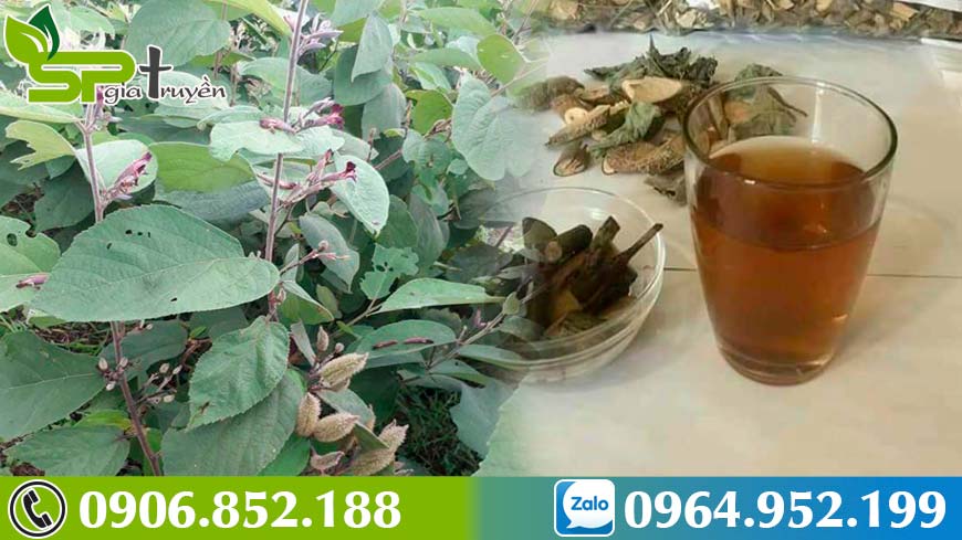 hanh-trinh-di-tim-cay-an-xoa-ho-tro-dieu-tri-benh-gan