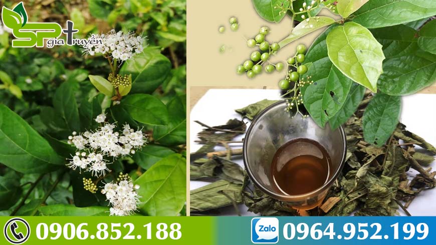 hanh-trinh-di-tim-cay-xa-den-ho-tro-dieu-tri-benh-ung-th