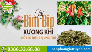hanh-trinh-di-tim-cay-xuong-khi-ho-tro-dieu-tri-benh-gan