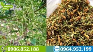 hanh-trinh-di-tim-hoa-du-du-duc-ho-tro-dieu-tri-benh-ung-thu