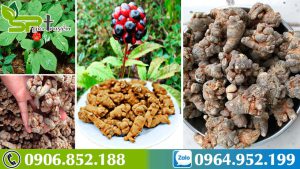 hanh-trinh-di-tim-tam-that-bac-ho-tro-dieu-tri-benh-gan