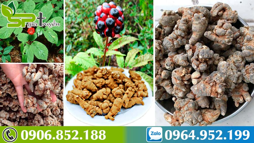 hanh-trinh-di-tim-tam-that-bac-ho-tro-dieu-tri-benh-gan