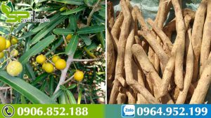 hanh-trinh-di-tim-xao-tam-phan-ho-tro-dieu-tri-5-dong-ung-thu-ac-tinh