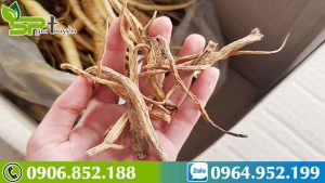 hanh-trinh-kham-pha-tac-dung-cua-sam-day-ngoc-linh