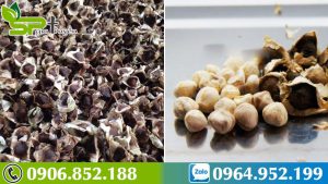 su-that-tac-dung-bat-ngo-cua-hat-chum-ngay