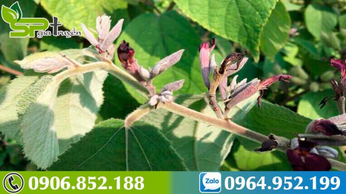 kham-pha-nhung-cay-thuoc-chua-u-mau-trong-gan