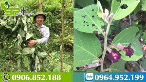 kham-pha-tac-dung-cua-cay-an-xoa-doi-voi-suc-khoe